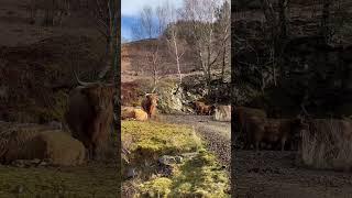 Highland coo  #youtubeshorts #ytshorts #cow #youtube