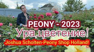 Первое цветение новых пионов от Peonyshop  Сад Ворошиловой