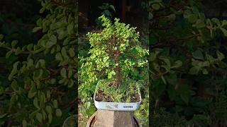Removing sucker weeds#jadeplantbonsai #jade #bonsai #portulacariaafra