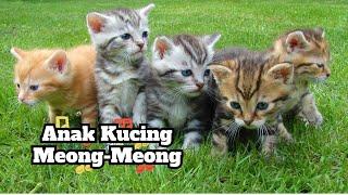 Lagu Anak Kucing Meong Meong