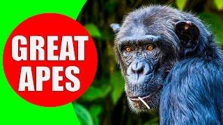 THE GREAT APES - Gorillas Orangutans Chimpanzees and Bonobo Apes - Ape Monkey & Ape Sounds