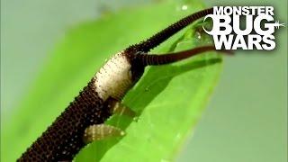 Harvestman vs  Velvet Worm  MONSTER BUG WARS