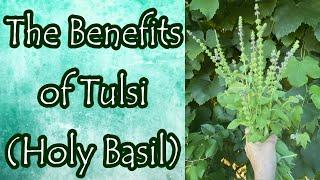 Benefits of Holy Basil Tulsi