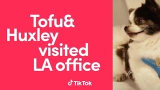 TikTok US Our creators Tofu&Huxley visited LA Office