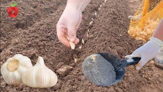 Fügen Sie es dem Boden hinzu wenn Sie großen Winterknoblauch pflanzen?