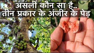 अंजीरFig के तीन प्रकार की प्रजाति  के पेड़ की जानकारी  #anjeer #figs #information