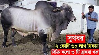 সুখবর ২ কোটি ৬০ লাখ টাকায় বিক্রি হলো সাদিক এগ্রোর ৩ টি ব্রাহমা গরু Sadeeq agro  Cow price 2024