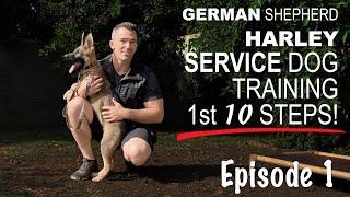 First Ten Steps When Training A Service Dog