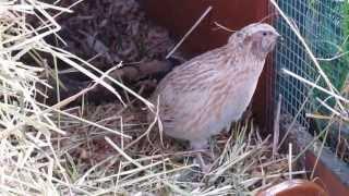 Japanese Quail Cock singing