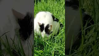 Наш #кот #Чико на прогулке в молодой травке Всё дышащее хвалит Господа Бога #Аминь   2023.05.02