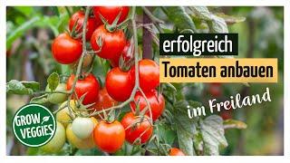 Tomaten erfolgreich anbauen im Freiland  Gemüseanbau im Garten @Gartengemüsekiosk