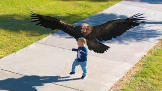 These Big Birds Can Easily Steal Kids