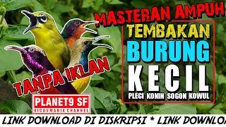 SUARA BURUNG KECIL FULL TEMBAKAN  COCOK UNTUK PEMASTERAN BURUNG JUARA ANDA  SUARA JERNIH PEDAS