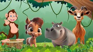 Cute Baby Monkeys - Horse Pony Hippo Rhino Wildebeest - ANIMAL BGM
