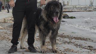 ancient dog meal for Bison Liki