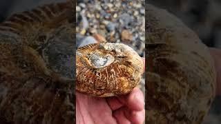 Fossil Ammonite fresh from the cliffs ️ #fossilhunting #fossils #shorts #coast #rock #sea #beach