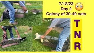 Trapping feral cats colony of 30-40 Day 2 TNR 71223
