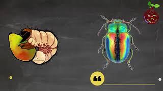 How to control Grubs  Japanese Beetle - Know your bugs - Episode 8