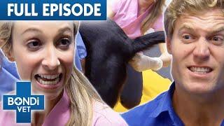 Dog MUST Poop Out HUGE Rock Or He Dies   Best of Bondi Vet Ep 16  Full Episodes