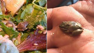 Woman Finds Tiny Live Frog in Her Salad and Kept It as a Pet