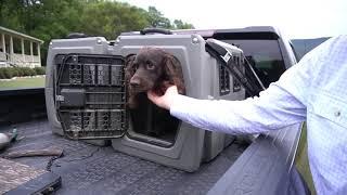 Boykin Spaniel Hunting Season Checklist