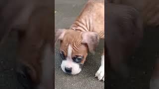 boxer puppy sell lowest price #boxerdog #dog