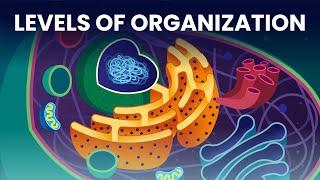 The Building Blocks of Biology Level of Organization