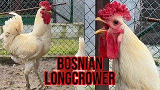 Amazing Bosnian longcrower rooster crowing - Rare white rosecomb long crowing chickens from Bosnia