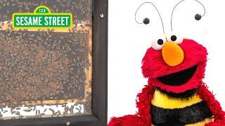 Sesame Street Elmo and Kids Meet a Beekeeper featuring @hihokids