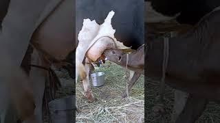 #cowmilking