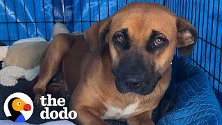 Dog Dumped By Freeway Was Scared Of People Until...️  The Dodo