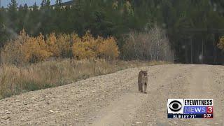 Pocatello man comes face to face with mountain lion