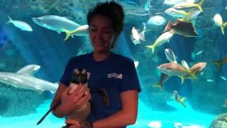 SEA-SPAN Episode 5 Penguins Waddle Through the Aquarium