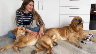 Golden Retrievers Vocal Protest When Owner Pets Another Puppy