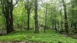 Rasht Persia Iran forest jungle VID 20220502 162518