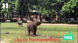 Playing Baby Elephant in opernage #Elephant #Baby_Elephant #Elephant_Lover