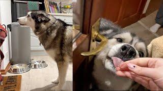 Husky Tells Auntie Off For Coming Home LATE