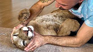 What an incredible puma Puma Messi loves cuddles grunts and massages 