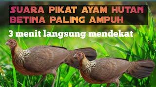 suara pikat ayam hutan betina paling ampuh 3 menit langsung mendekat