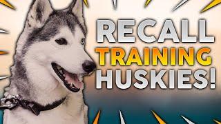 SIBERIAN HUSKY TRAINING Recall Training With Your Siberian Husky