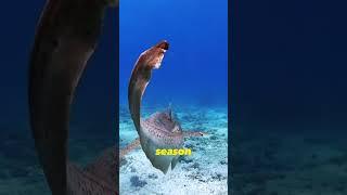 The Friendliest Shark In The World Leopard Shark