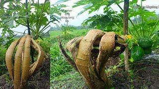 Bending Technique of Papaya to boost fruiting and can stand against typhoon