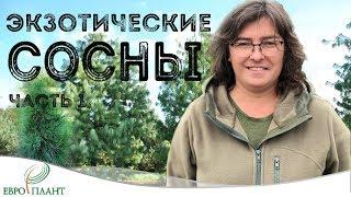 Экзотические сосны. Часть 1. Сосна гималайская и сосна Шверина