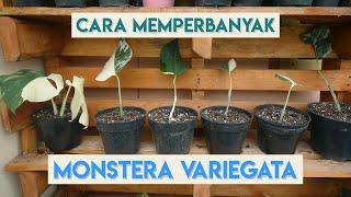 Cara Memperbanyak Monstera Variegata