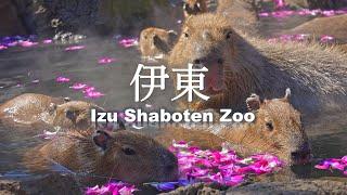 8K HDR  Capybara Relaxation in Izu Shaboten Zoo Shizuoka