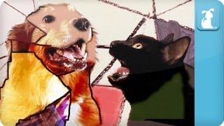 Gotye Dog Parody - Somebody That I Used To Know