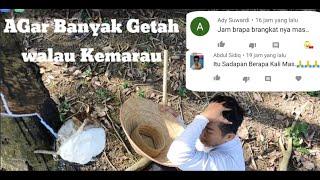 Cara Menyadap Karet Agar Banyak Getah Ketika Kemarau