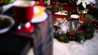 Grumpy Cat Stars in Hard To Be a Cat at Christmas Music Video