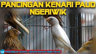 Pancingan kenari paud ngeriwik  Pancingan kenari Ombyokan