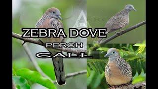 kurukutok call  zebra dove use this in morning or afternoon